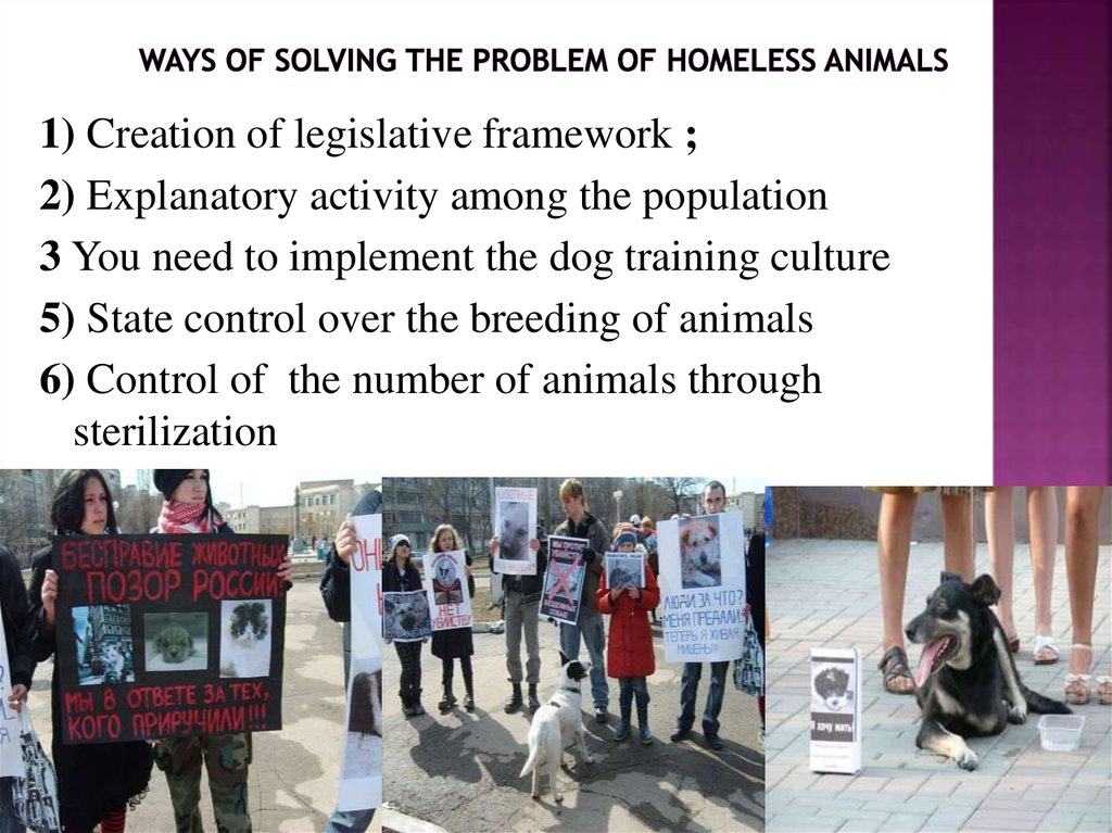 stray animals problem and solution essay