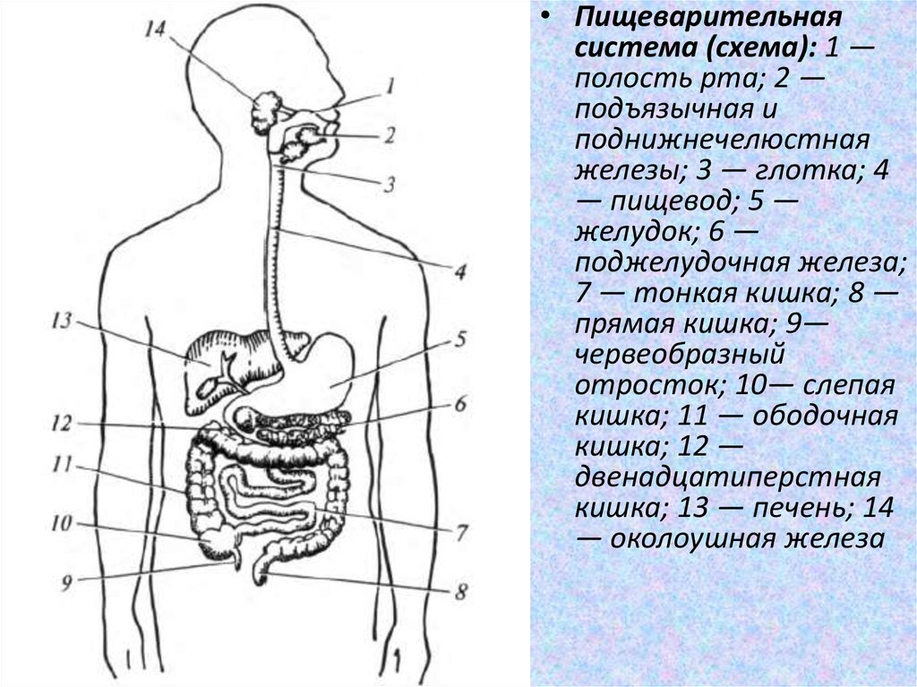 Строение пищеварительной системы человека схема с подписями