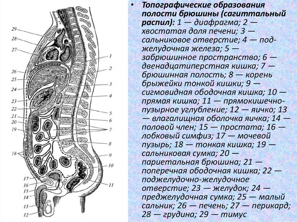 Поперечный разрез через сальниковую сумку схема - 84 фото