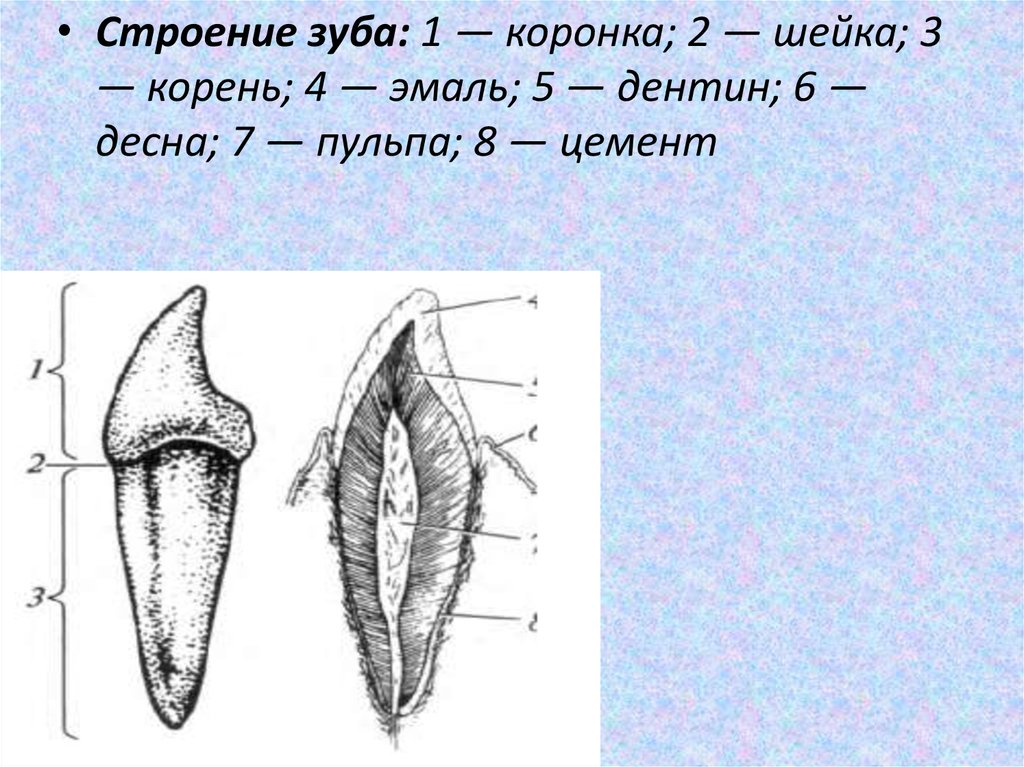 Выберите три верно обозначенные подписи к рисунку строение зуба на котором изображено