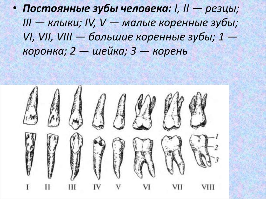 Малые коренные зубы взрослого человека. Постоянные зубы человека. Малые и большие коренные зубы. Постоянные зубы резцы.