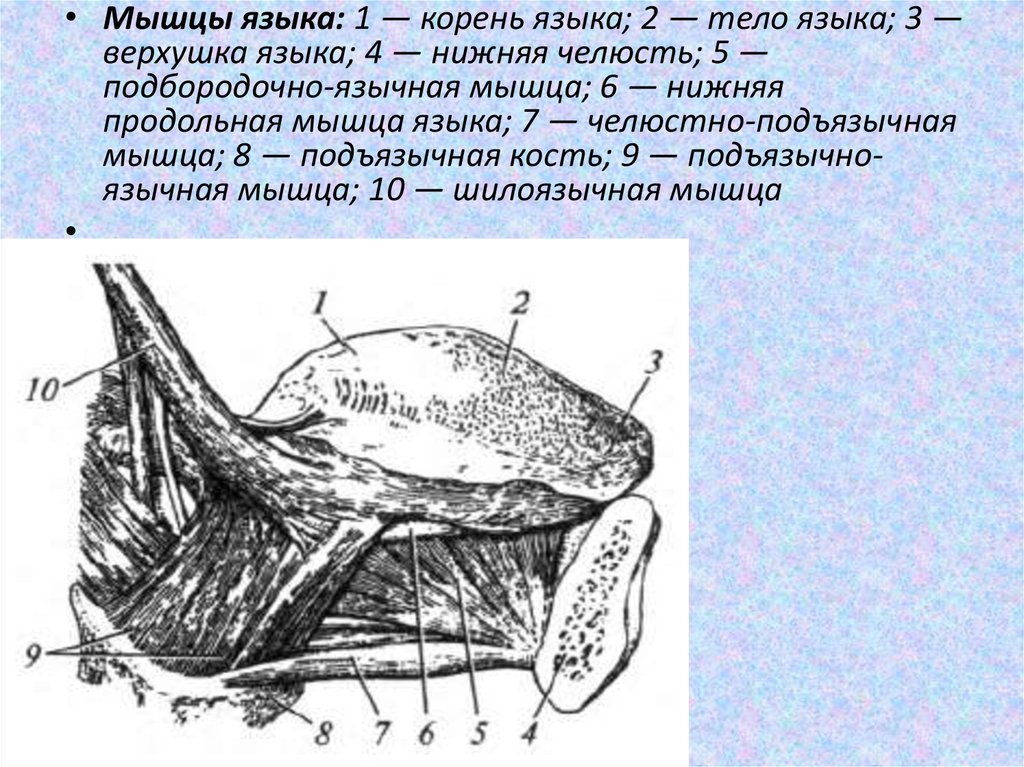 Мышцы языка. Нижняя продольная мышца языка. Мышечное образование над корнем языка.