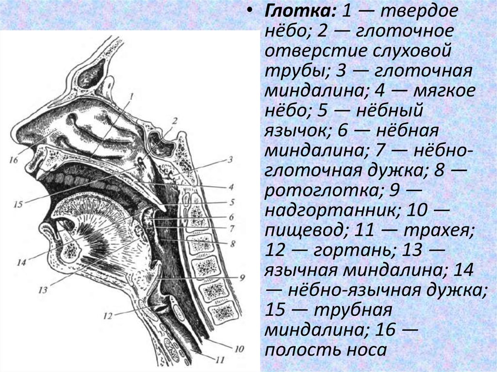 Глоточная миндалина. Твердое небо мягкое небо глоточная миндалина. Глоточное отверстие слуховой трубы. Глоточное отверстие слуховой трубы латынь.