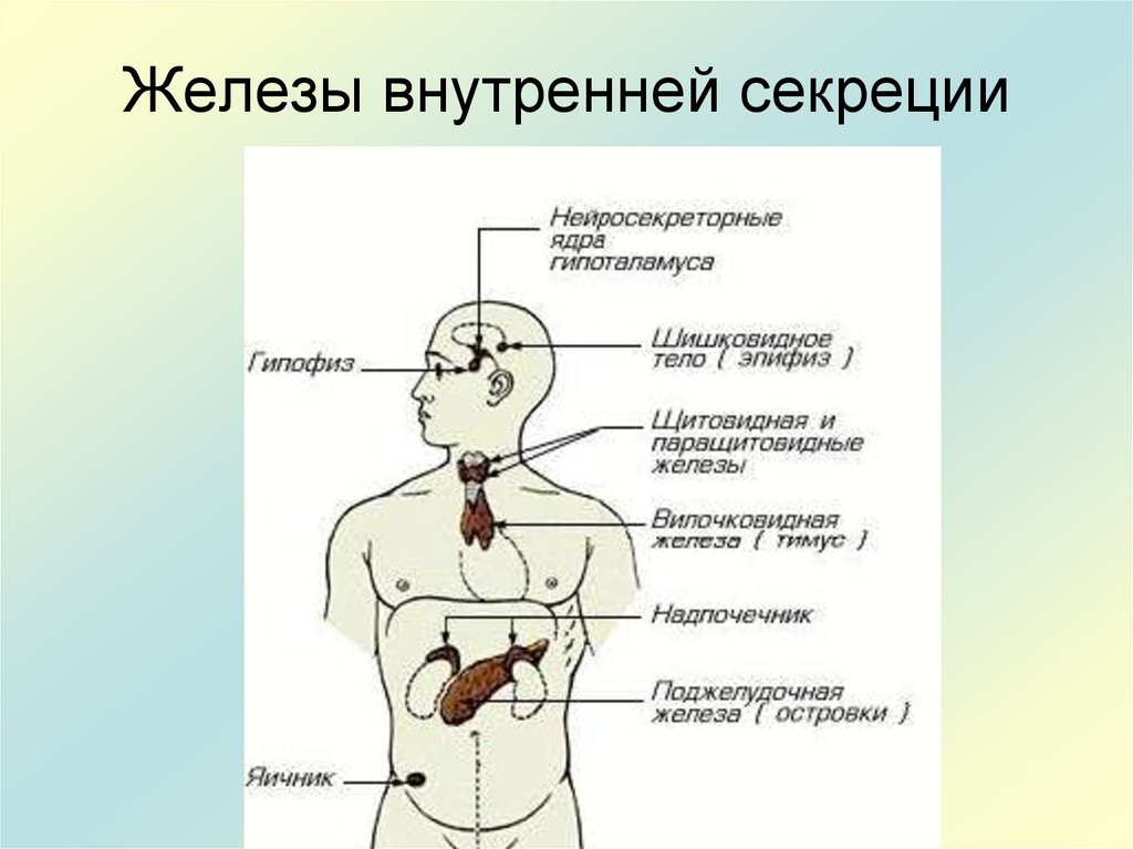 Укажите железы по изображению