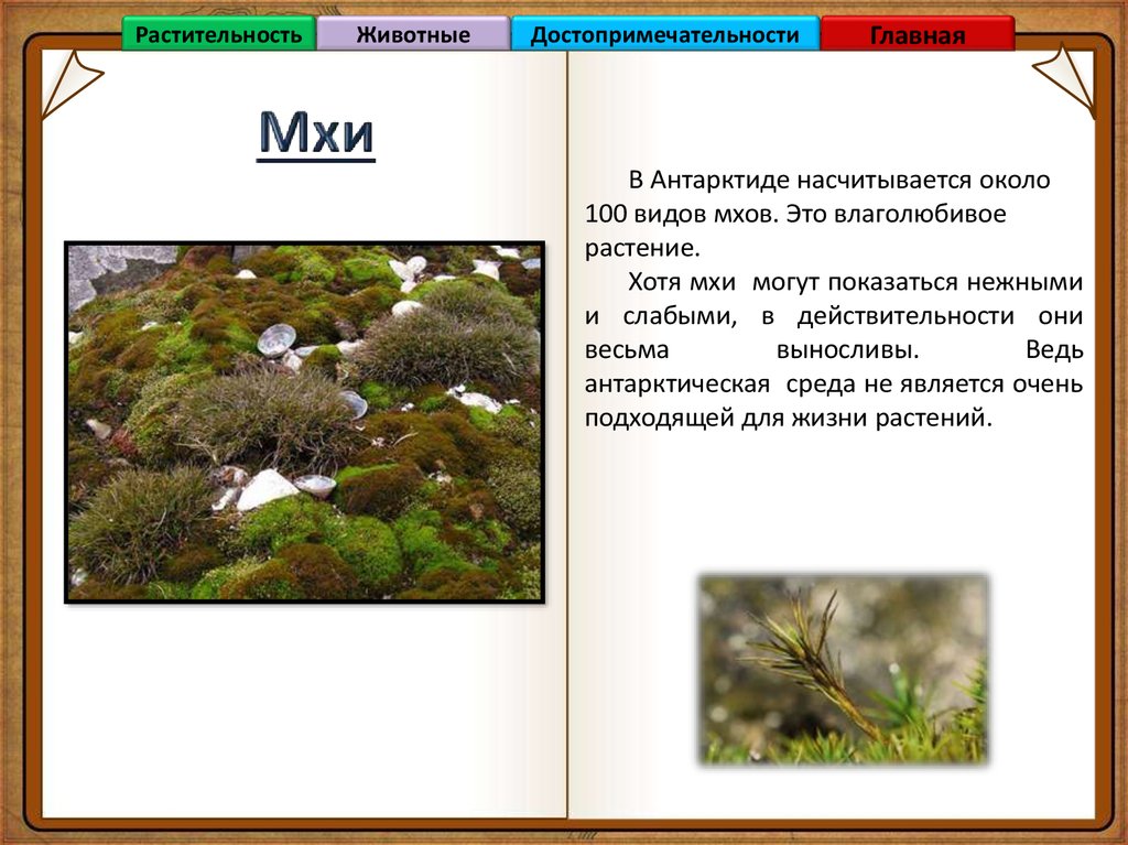 Растения на материке антарктида. Растения Антарктиды. Какие растения есть в Антарктиде. Растительный мир Антарктики. Цветковые растения в Антарктиде.