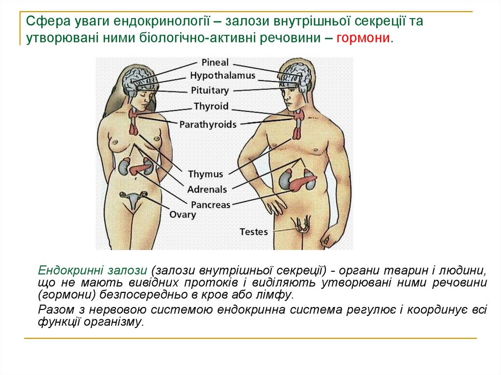 Реферат: Особливості сомато статевого розвитку і функції системи гіпофіз гонади та щитоподібної залози при