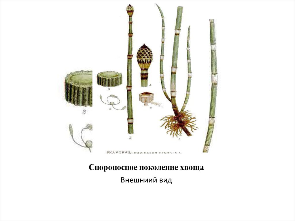 Виды хвощей. Хвощ полевой зимующий побег. Спороносный побег хвоща. Хвощ зимующий строение. Хвощ зимующий гербарий.