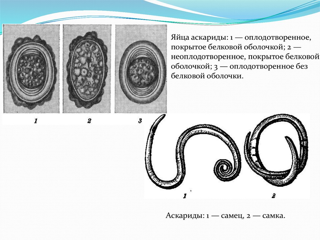 Аскариды откладывают яйца. Неоплодотворенное яйцо аскариды без белковой оболочки. Аскарида человеческая строение яйца.