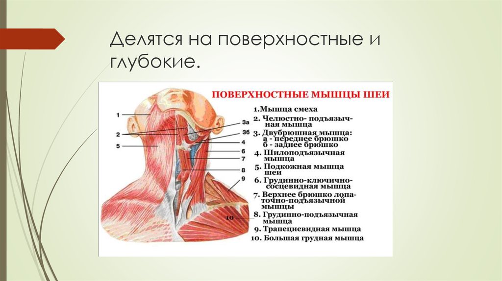 Схема мышц на шее