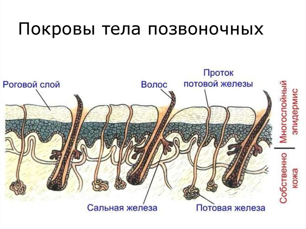 Покровы тела 8 класс биология презентация