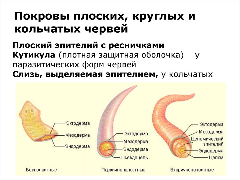 У каких червей полость тела заполнена паренхимой. Тип круглые черви покровы тела. Покров тела типа круглых червей.