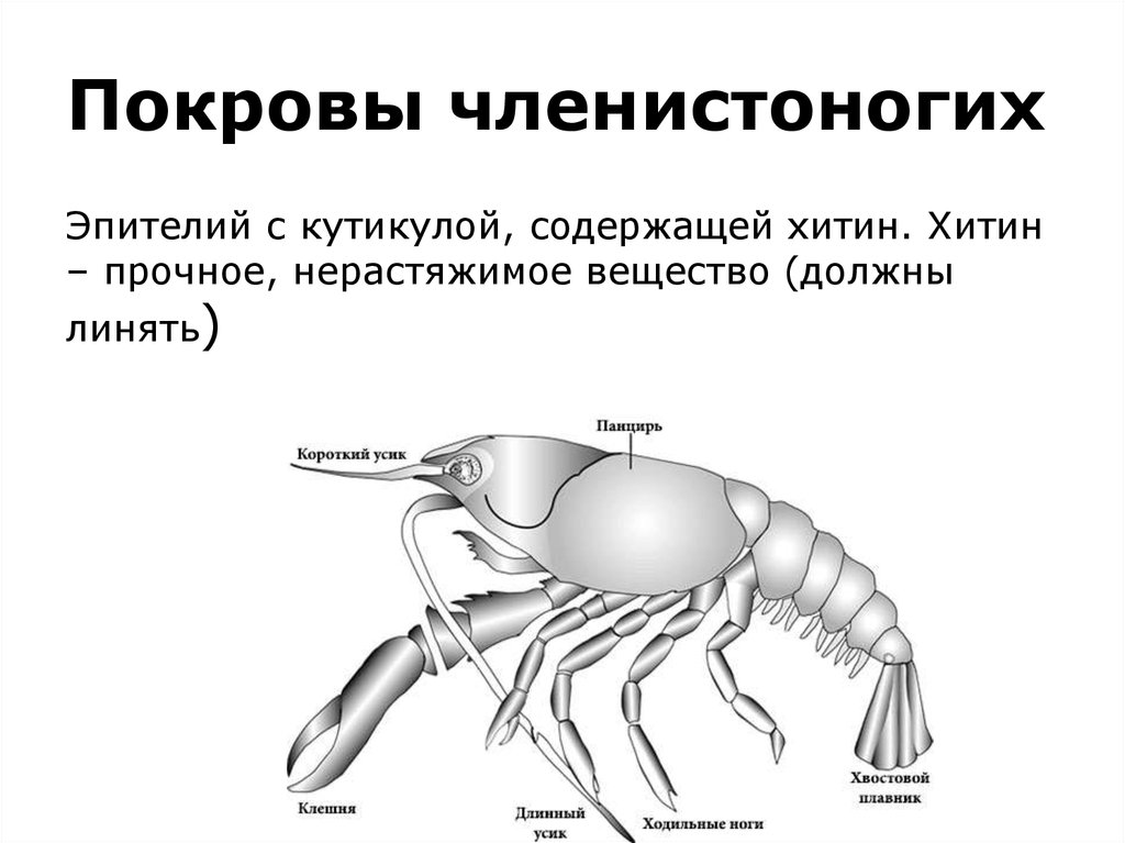 Строение кутикулы членистоногих. Функции хитинового Покрова членистоногих. Покров тела ракообразных. Строение Покрова членистоногих.