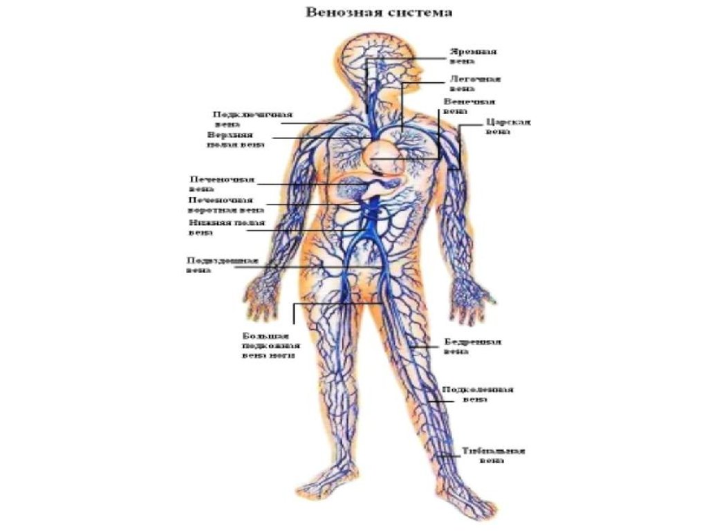 Венозная система человека фото