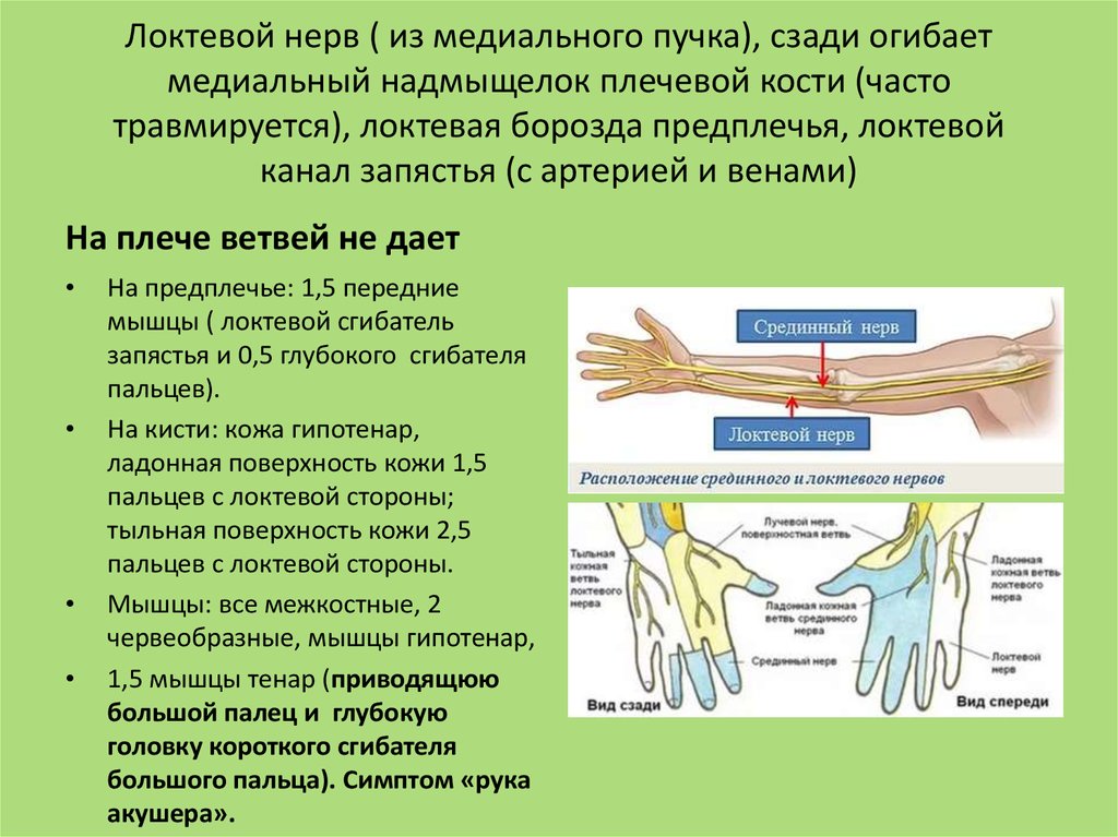 Невропатия локтевого нерва лечение. Проекция локтевого нерва на плече. Локтевой нерв топографическая анатомия. Ход локтевого нерва анатомия. Локтевой нерв иннервирует таблица.