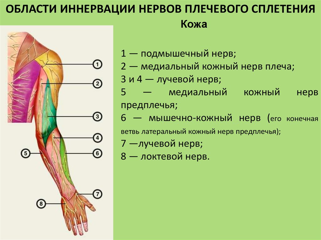 Слабость верхних конечностей. Анатомия подкрыльцового нерва плечевого. Область иннервации подмышечного нерва. Подмышечный мышечно кожный нерв. Мышечно кожный нерв иннервация.