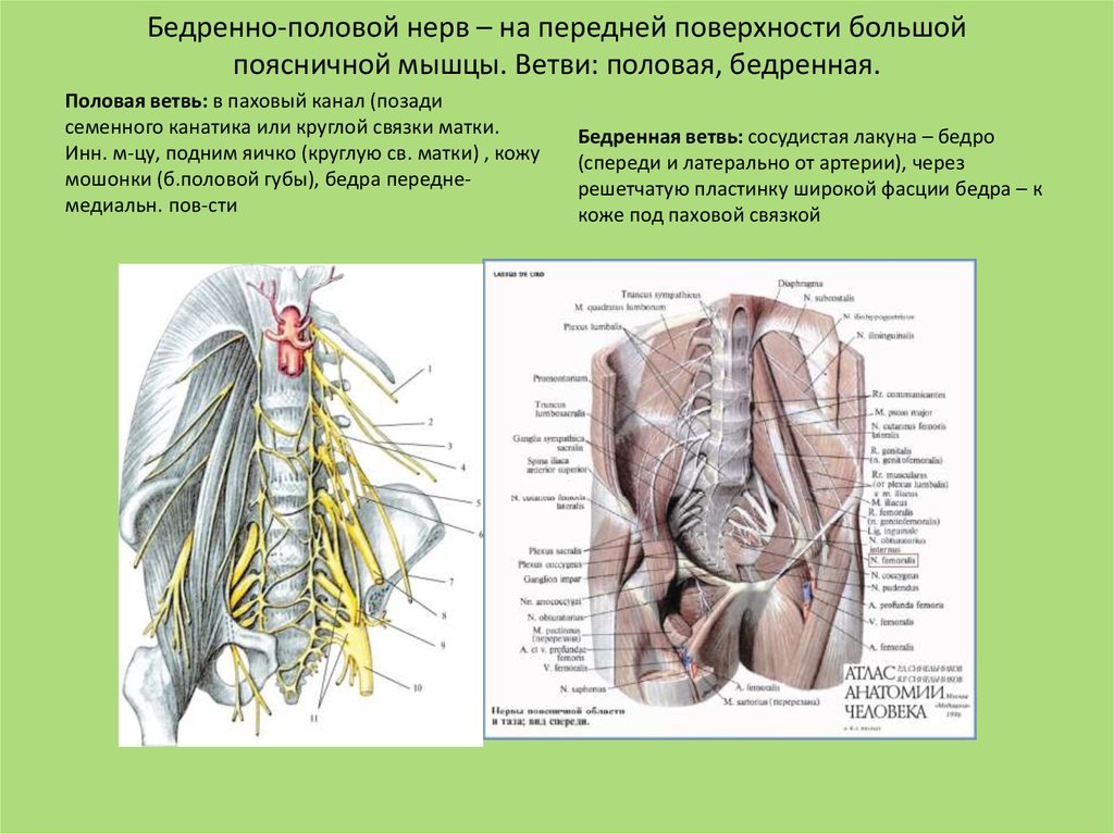 Половой нерв у мужчин симптомы. Пояснично-крестцовое сплетение анатомия. Область иннервации бедренно-полового нерва. Бедренно-половой нерв и срамной нерв. Срамной нерв анатомия у женщин.