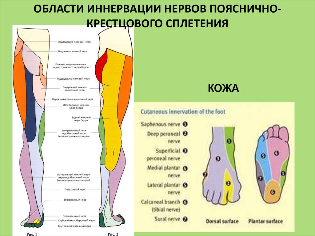 Нервы ноги. Иннервация кожи голени анатомия. Иннервация кожи ноги. Области иннервации нижней конечности. Бедренный нерв иннервация кожи.