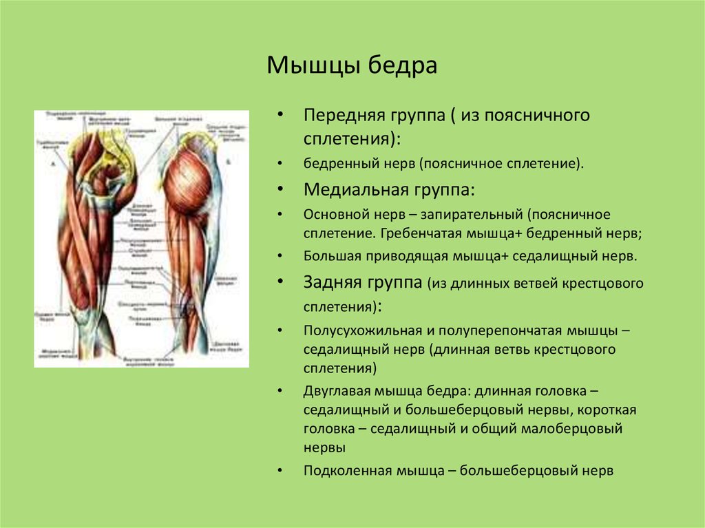 Приводящие латынь. Передняя группа мышц бедра иннервируется. Передняя группа мышц бедра иннервация. Заднюю группу мышц бедра иннервирует. Заднюю группу мышц бедра иннервирует нерв.