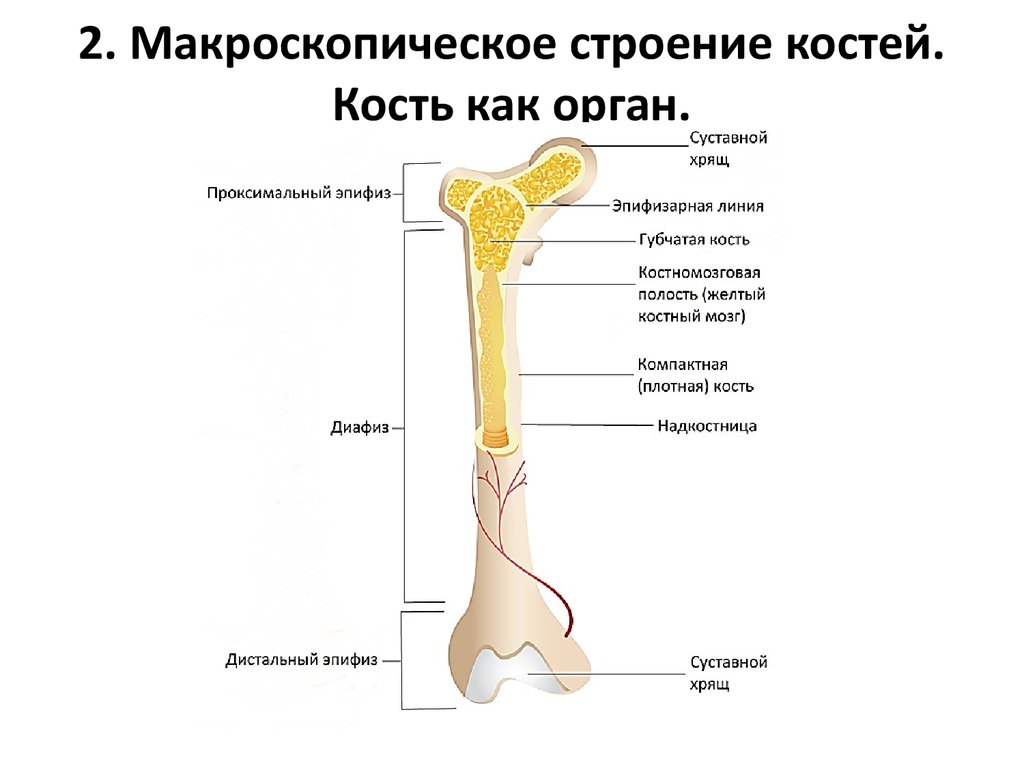 Назовите длинные кости. Общее строение трубчатой кости. Внутреннее строение бедренной кости(анатомия). Строение трубчатой кости как органа. Внешнее строение трубчатой кости.