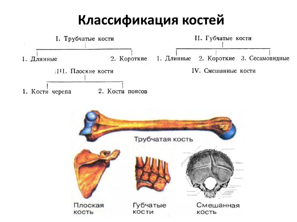 Укажите губчатые кости. Типы костей губчатые трубчатые. Губчатые кости классификация. Классификация костей трубчатые губчатые смешанные. Классификация костей губчатые кости.