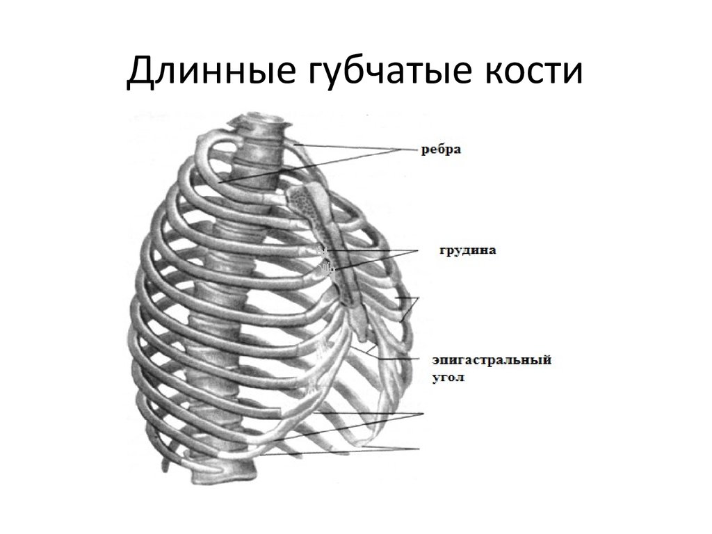 Неподвижные соединения ребер. Длинные губчатые кости человека. Ребра это губчатые кости. Губчатый. Губчатые кости примеры.