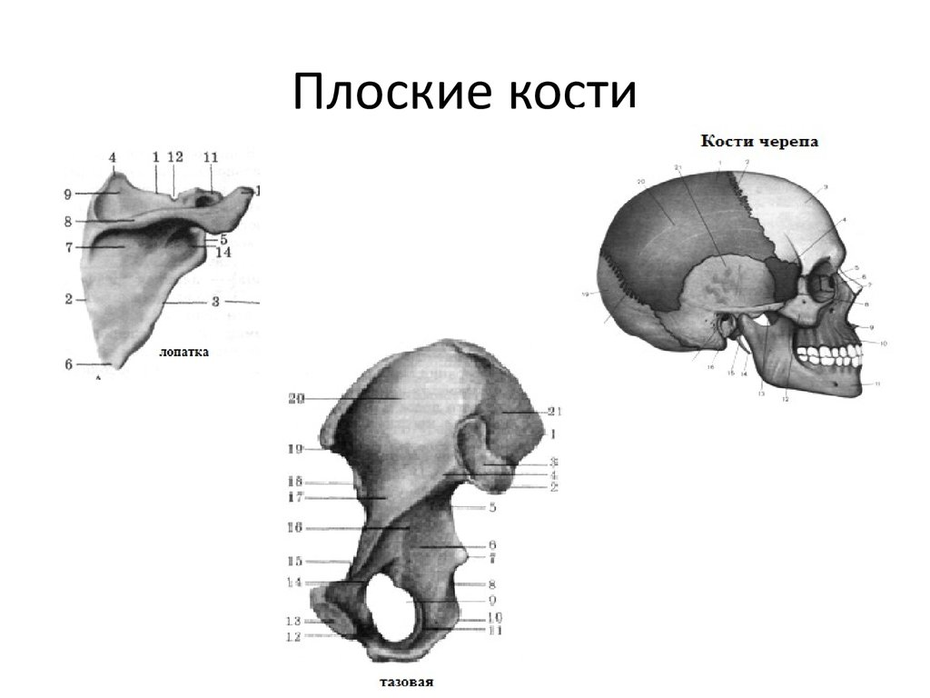 Плоские кости скелета человека. Строение плоских костей анатомия. Схема строения плоской кости. Плоские кости черепа человека. Плоский.