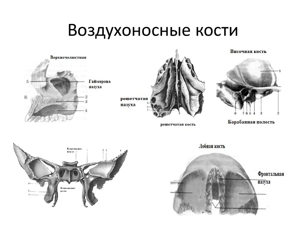 Воздухоносные кости