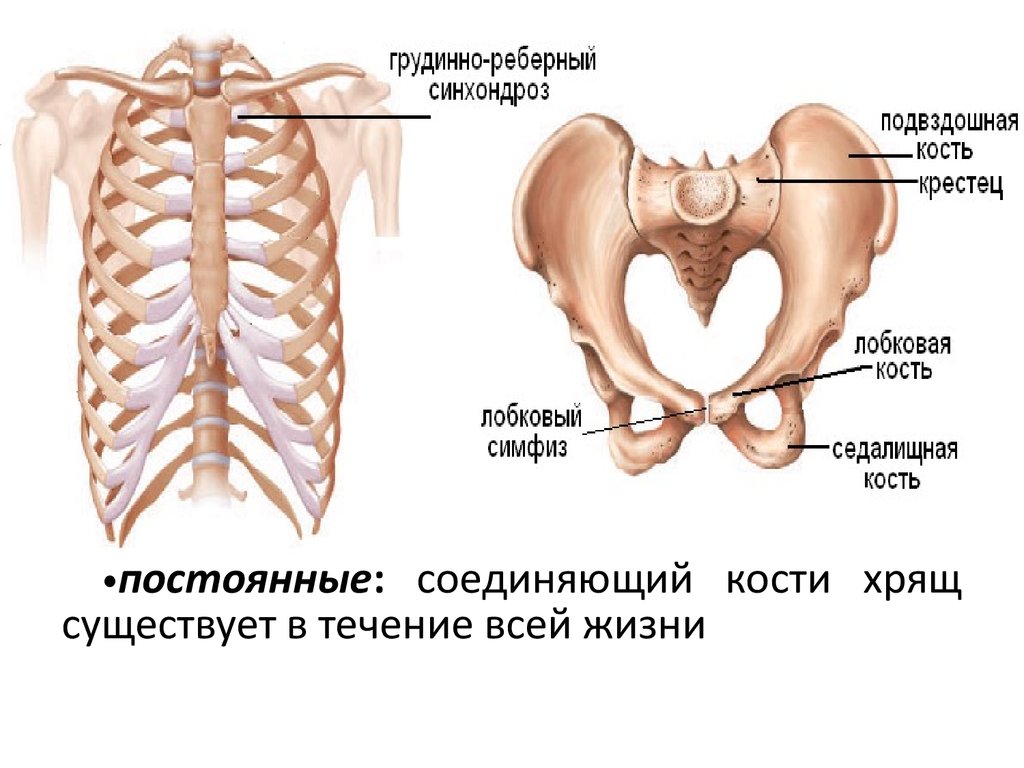 Между лобковыми костями. Синхондроз крестца. Хрящевые соединения костей. Соединение костей синхондроз. Синхондроз это соединение.