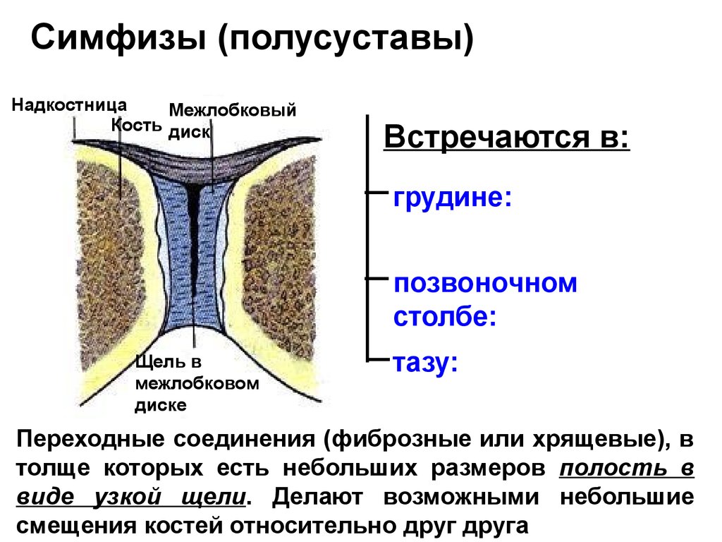 Симфиз это в анатомии. Полусуставы симфизы. Полусустав строение. Типы соединения костей симфизы. Полусуставы человека анатомия.