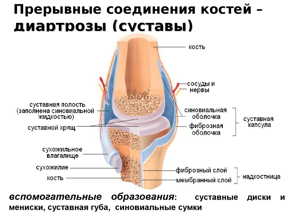 Сустав картинка с подписями