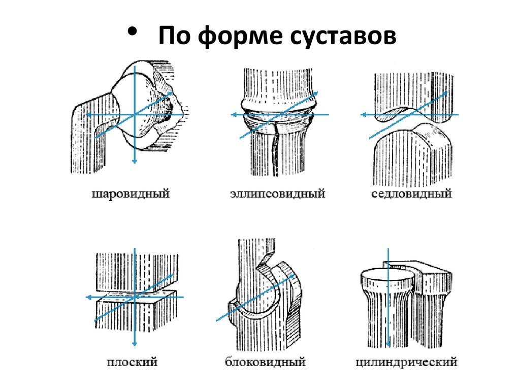 Схема движения суставов. Цилиндрический сустав схема. Классификация суставов по форме суставных поверхностей. Шаровидный сустав схема. Классификация суставов по форме суставных поверхностей схема.