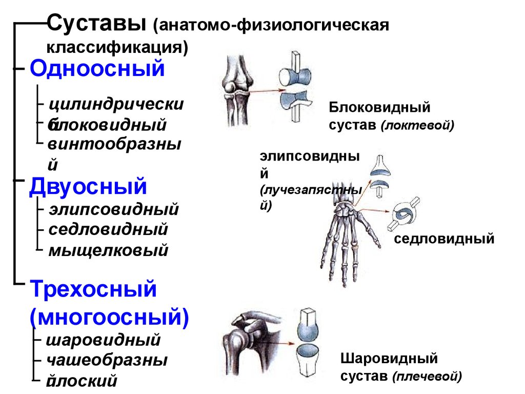 Названия суставов человека. Анатомо физиологическая классификация суставов. Строение блоковидного сустава. Суставы классификация суставов. Суставы по форме суставных поверхностей.