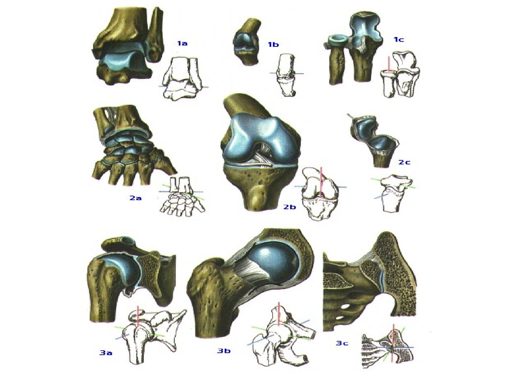 Изменение формы сустава. Пивченко анатомия опорно-двигательного аппарата. Укрепляем суставы и связки.