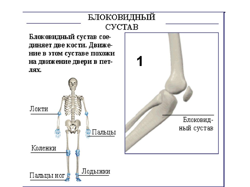 Названия суставов человека. Блоковидный , Шарнирный сустав. Блоковидная форма сустава. Строение блоковидного сустава. Блоковидный сустав схема.