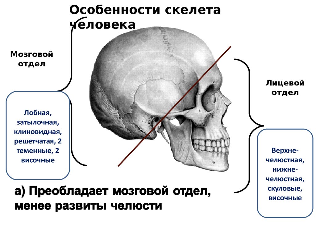 Особенности формы скелета. Возрастные особенности скелета черепа. Возрастные особенности скелета человека. Соотношение мозгового и лицевого черепа. Возрастные особенности строения скелета.
