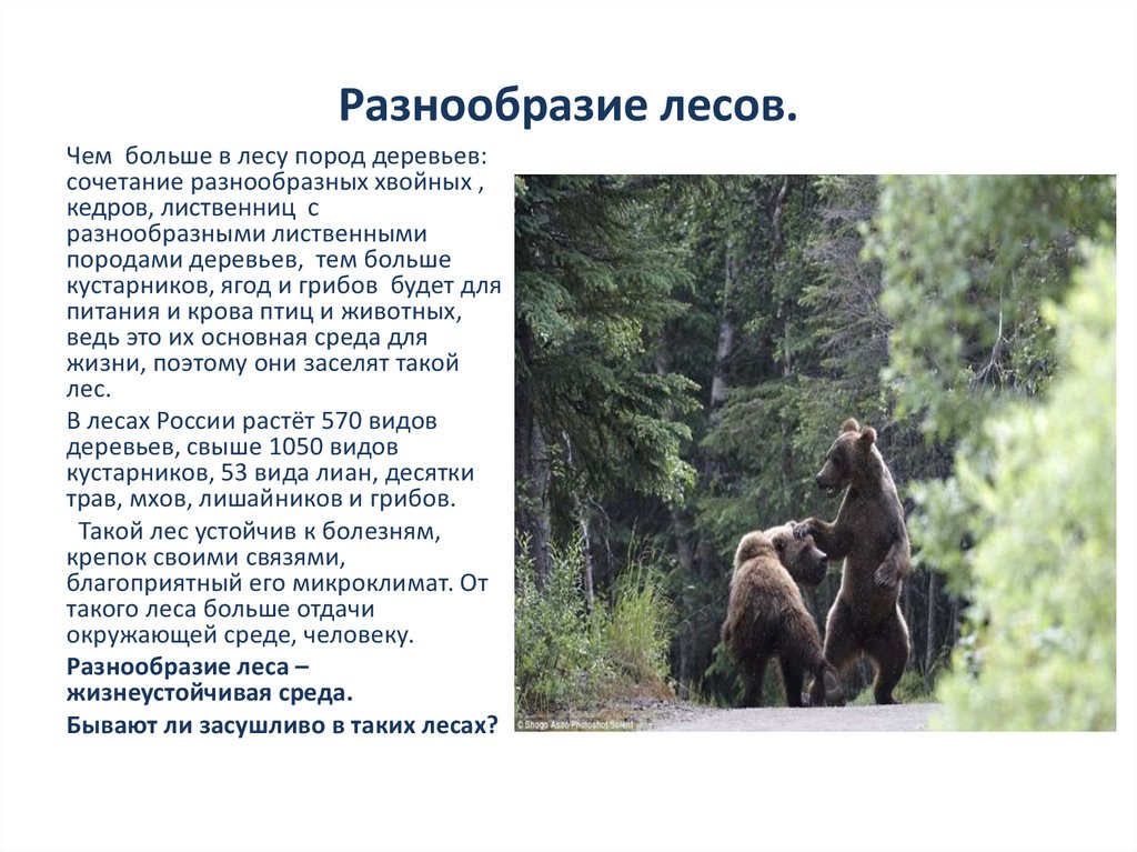 Многообразие россии доклад. Разнообразие лесов. Доклад о разнообразие российских лесов. Разнообразие видов в лесу. Рассказать о видовом разнообразии лесов.