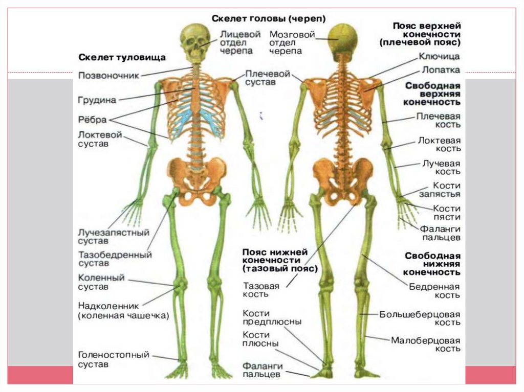 Кости позвоночника бедро и печень покажи. Строение скелета человека 8 класс биология. Название костей скелета туловища. Скелет человека строение и функции суставов. Скелет человека с названием костей 8 класс биология учебник.