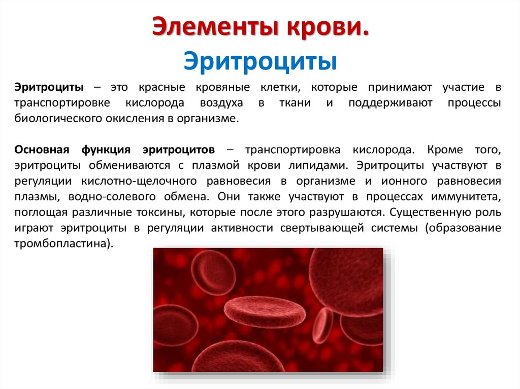 Эритроцит функции клетки. Эритроциты. Эритроциты в крови. Кровяные элементы крови. Функции эритроцитов в крови.