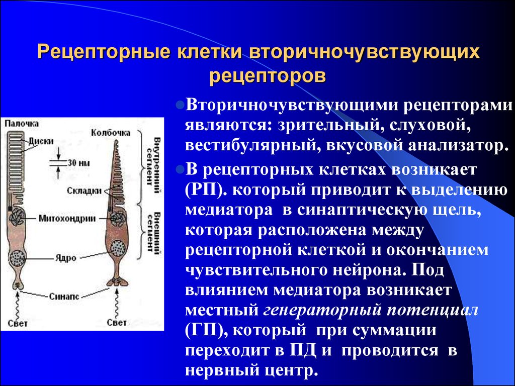 Рецептор механизмов. Рецепторный потенциал палочек и колбочек. Вторично чувствующие рецепторв. Первичночувствующие рецепторы. Рецепторные клетки.