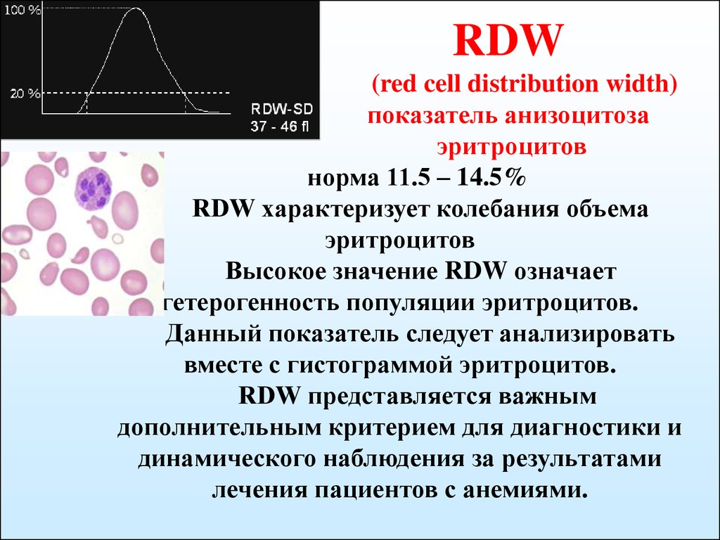 Pdv в анализе крови. Red Cell distribution width в анализе крови. RDW В анализе крови. RDW-CV В анализе крови что это такое. RDW повышен.