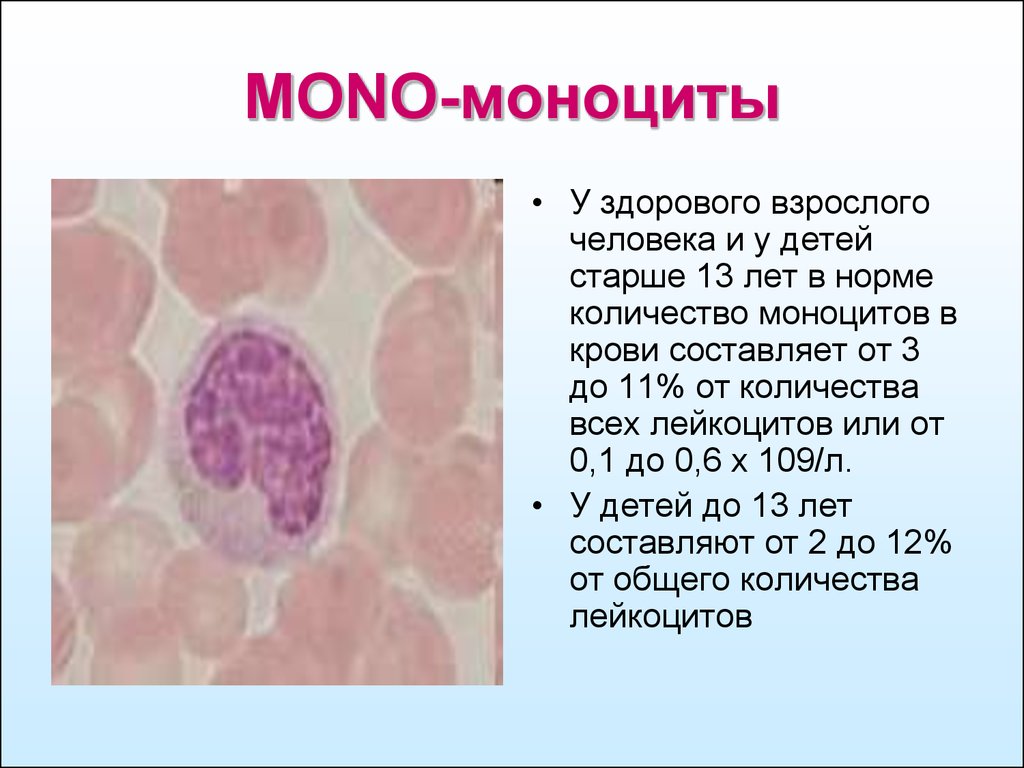 Моноцитов в крови 1. Моноциты 5. Моноциты человека у здоровых. Повышение моноцитов в крови. Количество моноцитов.