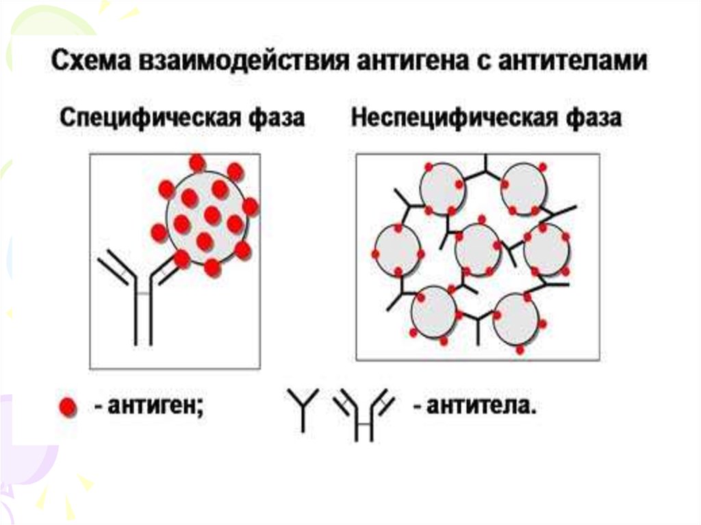 Серологические реакции рисунки