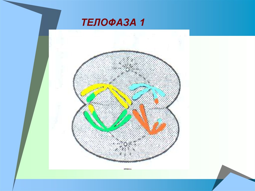 Телофаза мейоза 1. Мейоз 1 телофаза 1. Телофаза мейоза рисунок. 1n1c телофаза.