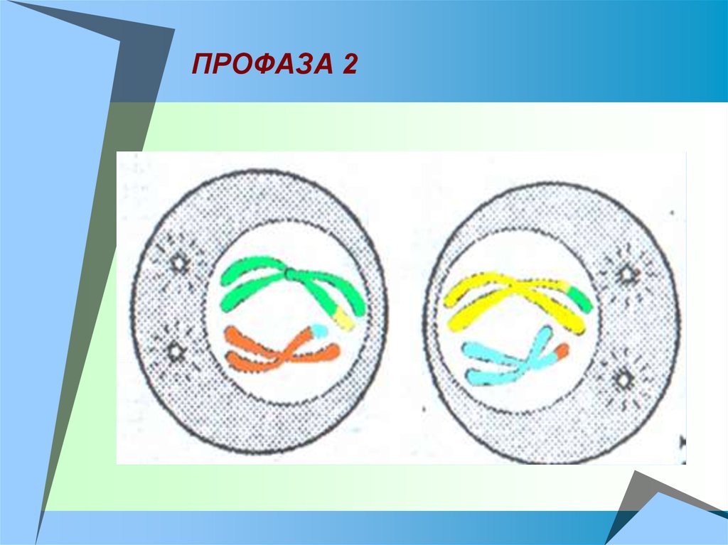 Профаза мейоза рисунок. Профаза мейоза 2. Редукционное деление профаза 2. Мейоз 2 профаза 2. Профаза мейоза 1 и 2.