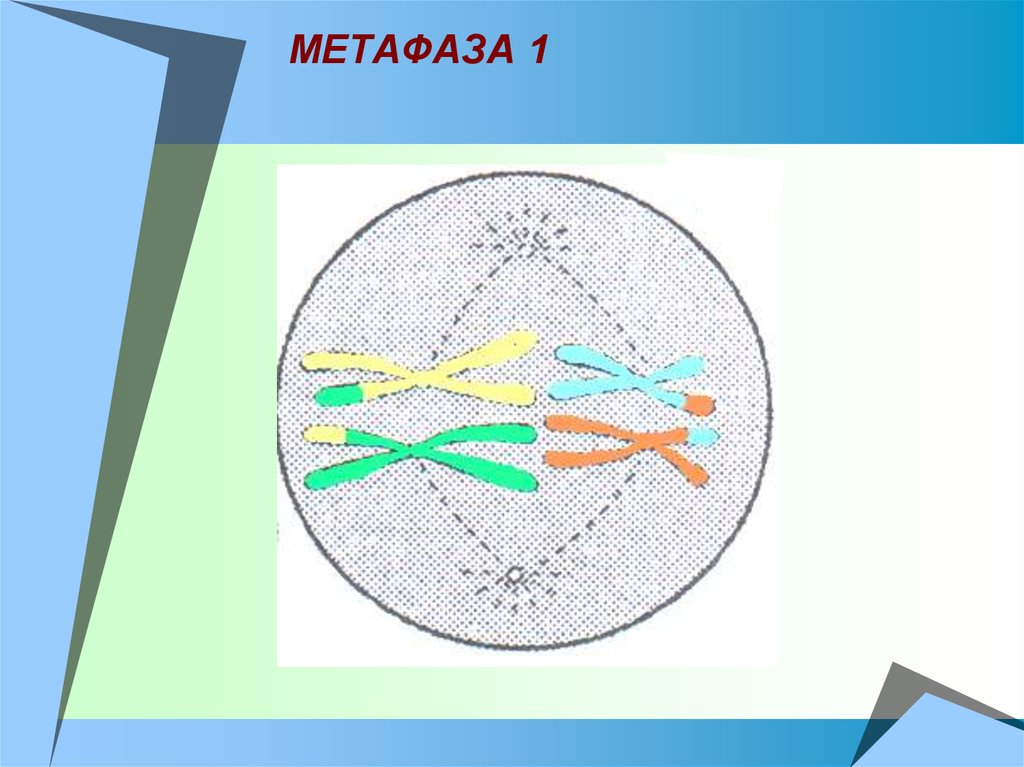 Метафаза 1 мейоза рисунок