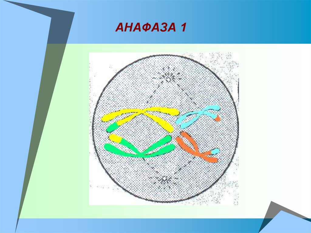 Анафаза мейоза 1. Метафаза анафаза 1. Мейоз 1 анафаза 1. Анафаза 1 и анафаза 2.
