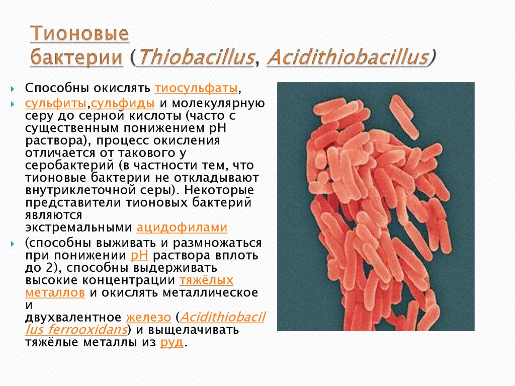 Сероводород бактерии. Тионовые бактерии. Тионовые микроорганизмы. Представители тионовых бактерий. Сероокисляющие (тионовые) бактерии.