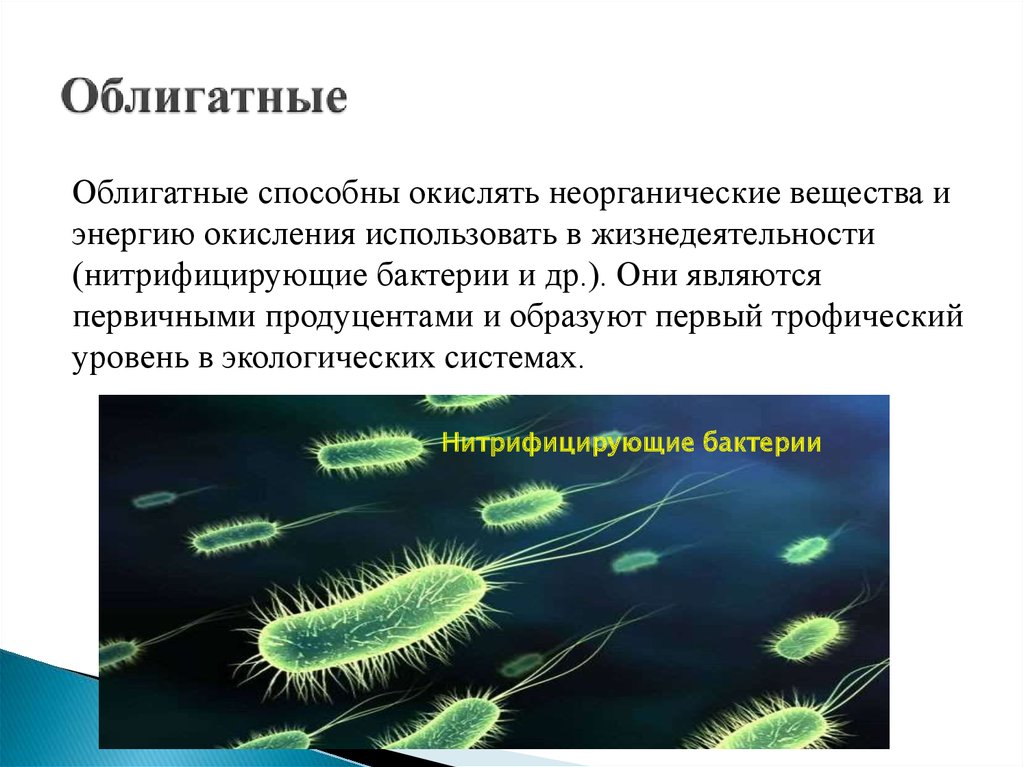 Облигатный хищник это. Облигатные микроорганизмы это. Облигатные и факультативные бактерии. Микроорганизмы-продуценты это. Облигатные патогенные микроорганизмы примеры.