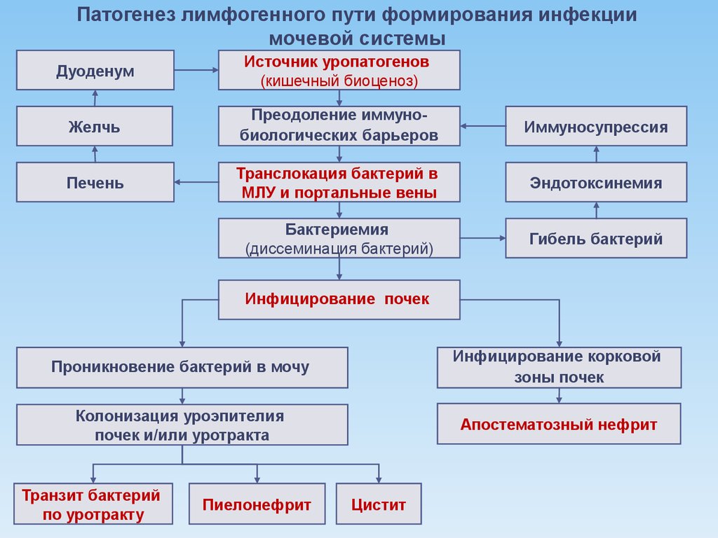 Лечение заболеваний мочеполовой