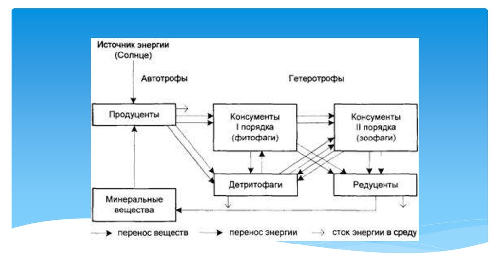 Автотрофы консументы редуценты. Источник энергии гетеротрофов. Источник энергии автотрофов и гетеротрофов. Автотрофы источник энергии. Источник энергии солнце автотрофы гетеротрофы.